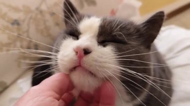 Evdeki sevimli kedi sahnesine sarıl