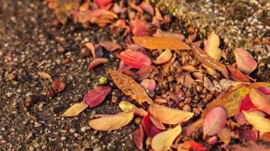 Yere dökülen yaprak. Yerde sonbahar yaprağı