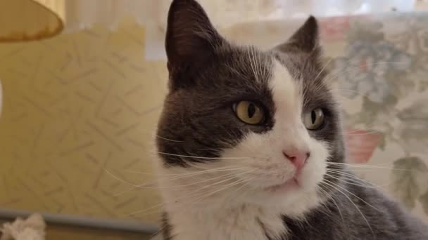 Обнимайте Милую Домашнюю Кошку Дома — стоковое видео