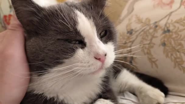 Cuddle Söpö Kotimainen Kissa Kohtaus Kotona — kuvapankkivideo