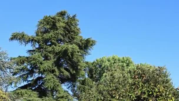 蓝天下的松树 — 图库视频影像