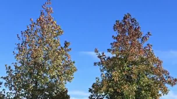 Stromy Podzim Pod Modrou Oblohou Detail — Stock video