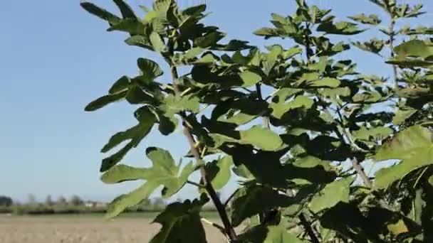 Fig Leaves Blue Sky Detail — Stock video