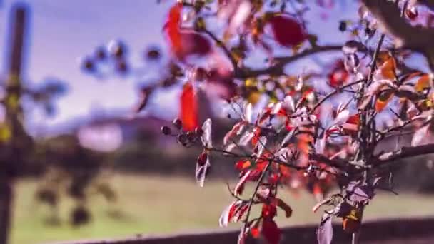 Rode Bladeren Het Najaar Detail Met Selectieve Focus Schot — Stockvideo