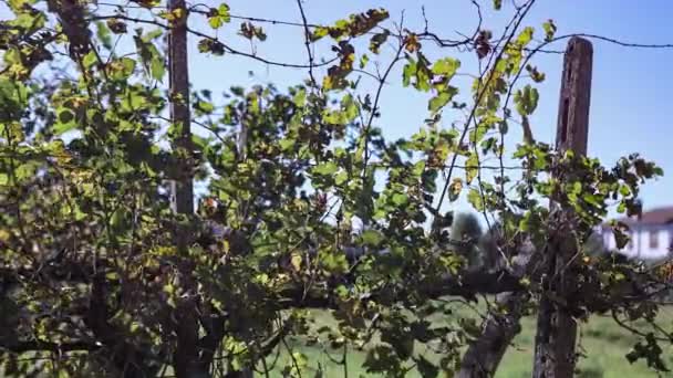 Виноградник Осенних Листьях — стоковое видео