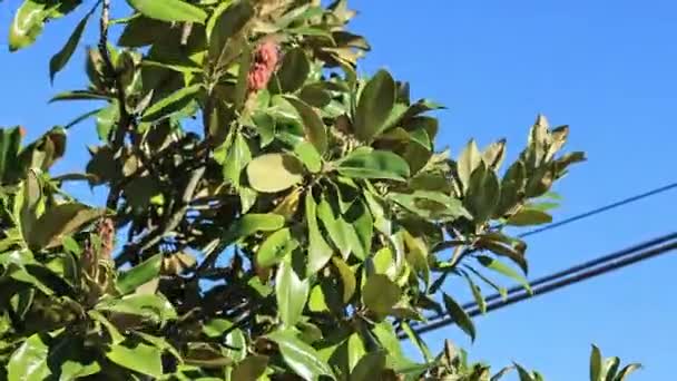 Magnolia Deixa Detalhes Sob Céu Azul — Vídeo de Stock