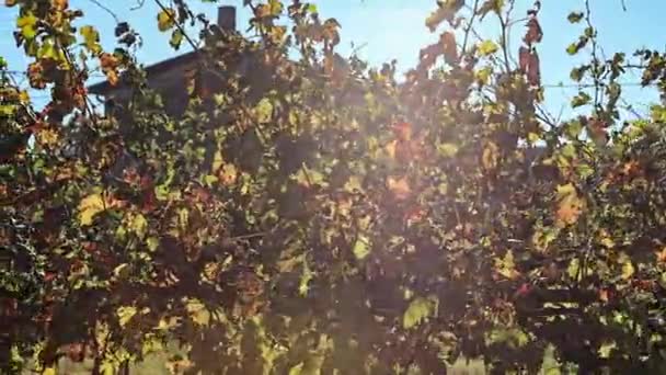 Виноградник Осенних Листьях — стоковое видео