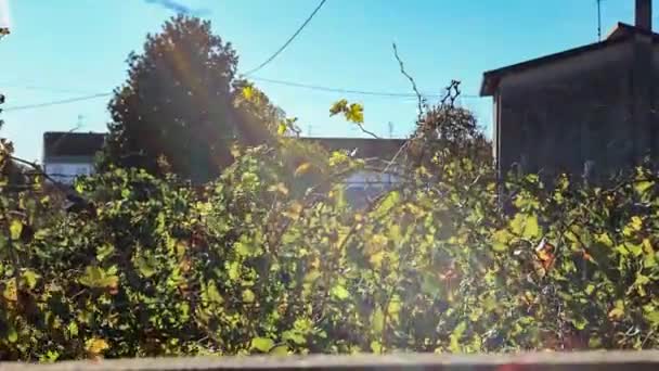 Vineyard Autumn Leaves Detail — Stock Video