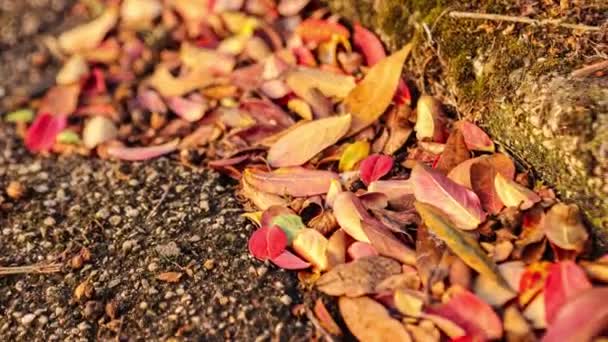 Herbstblatt Auf Dem Boden Herbstblatt Auf Dem Boden — Stockvideo