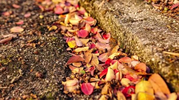 Herbstblatt Auf Dem Boden Herbstblatt Auf Dem Boden — Stockvideo