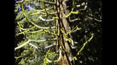 Montgomery Geçidi, Birleşik Devletler 1981: Montgomery Dağı Geçiş Sahnesi 80 'lerde