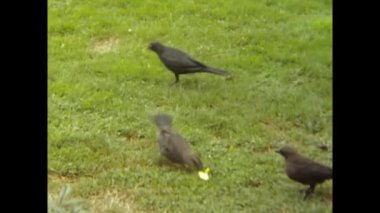 San Francisco, Birleşik Devletler 1981: 80 'lerde çayır sahnesindeki küçük kuşlar