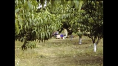 Sofya, Bulgaristan Haziran 1984: Meyve yetiştirme kampanyası sahnesi 80 'lerde