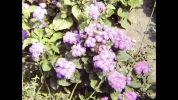保加利亚索菲亚 1984年6月 80年代艳丽的花朵细节 — 图库视频影像