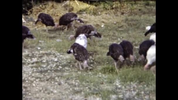 Sofía Bulgaria Junio 1984 Paisaje Rural Búlgaro Los Años — Vídeo de stock