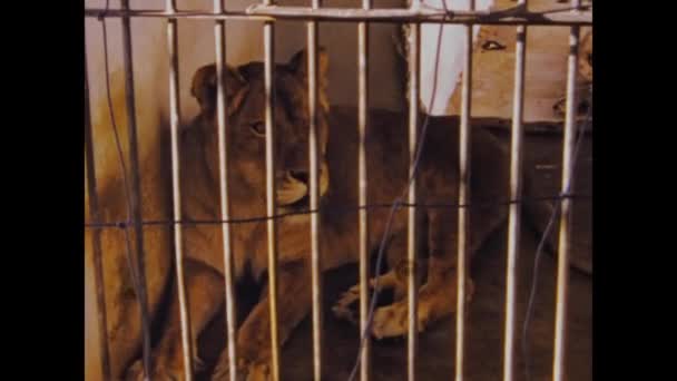 1970年6月モロッコ タンジェ 70年代の檻の中の雌ライオン — ストック動画