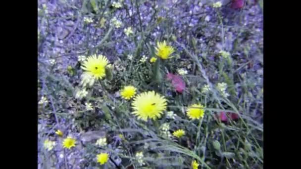 Elba Sziget Olaszország 1975 Mediterrán Virágrészletek Években — Stock videók