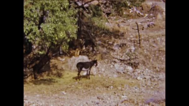 Atina Yunanistan Eylül 1973 Atina Şehir Manzarası Lerde — Stok video
