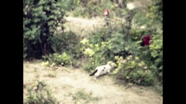 Rodos, Yunanistan Haziran 1981: 80 'lerde kedi kolonisi