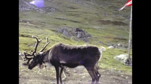 Olso Norveç Ağustos 1986 Lerde Ren Geyiği Doğa Sahnesi — Stok video