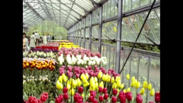 Amsterdam Belanda Mei 1988 Rumah Kaca Dengan Budidaya Bunga Pada — Stok Video