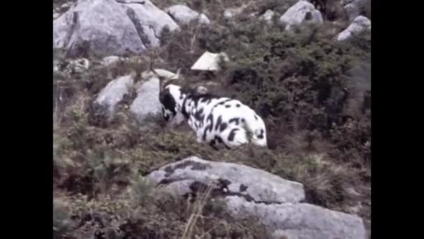 1980年8月 葡萄牙维拉莫拉 80年代山羊在岩石中放牧 — 图库视频影像