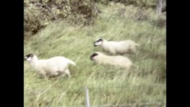 Durham Verenigd Koninkrijk Oktober 1982 Grazing Sheep England Scene 80S — Stockvideo