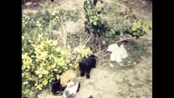 Родос Греция Июнь 1981 Колония Кошек Природе — стоковое видео