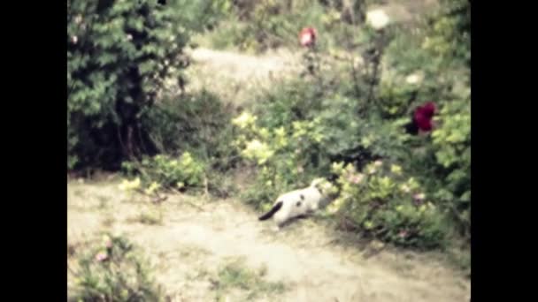 Rhodos Griekenland Juni 1981 Kattenkolonie Natuur Jaren — Stockvideo