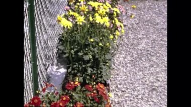 Lottigna, İsviçre 1969: Bitkiler ve çiçekler 60 'larda bahçe sahnesinde