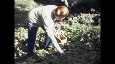 Lottigna, İsviçre Kasım 1970: İnsanlar 70 'lerde doğa sahnesinde meyve topluyor