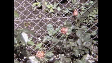 Zürih, İsviçre, Ağustos 1972: 70 'lerdeki Alpler Bahçesi