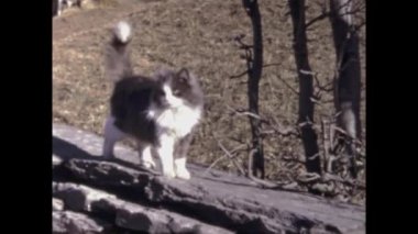 Lugano, İsviçre Aralık 1969: 60 'lardaki bahçe sahnesinde sevimli ev kedisi