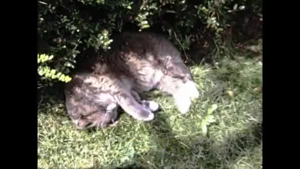 Lottigna Schweiz 1969 Katt Sover Trädgården Talet — Stockvideo