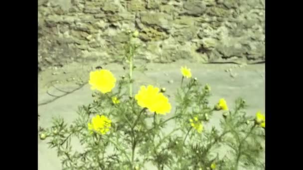 Florenz Italien Mai 1987 Mediterrane Blumen Frühling Szene Den 80Er — Stockvideo