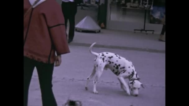 Соребуа Швейцария Июнь 1974 Собака Далмата Городской Сцене — стоковое видео