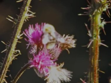 Bolzano, İtalya Mart 1973: 70 'lerde çiçek sahnesinde arı