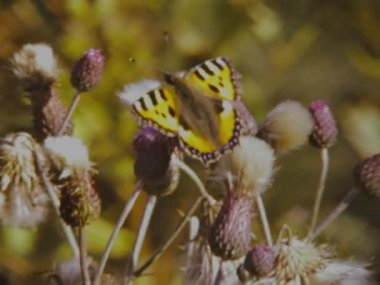 Bolzano, İtalya Mart 1973: 70 'lerde çiçek sahnesinde kelebek