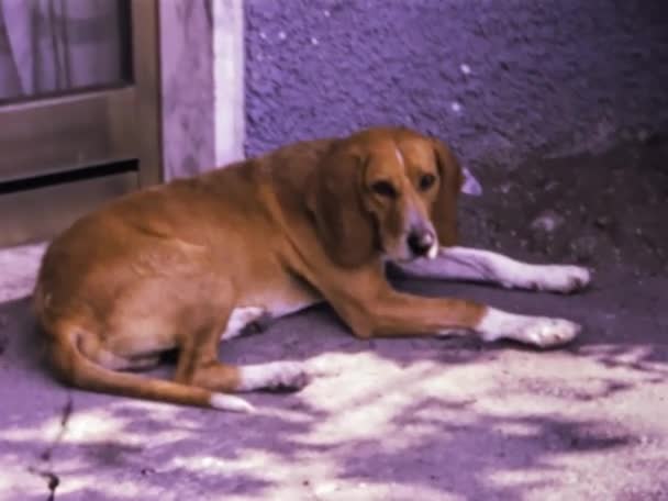 Molveno Ιταλία Ιούνιος 1973 Σκύλος Αναπαύεται Έξω Από Σκηνή Του — Αρχείο Βίντεο