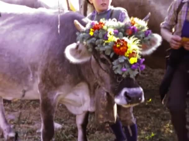 Molveno Talya Haziran 1973 Lerde Köy Fuarında Inekler — Stok video