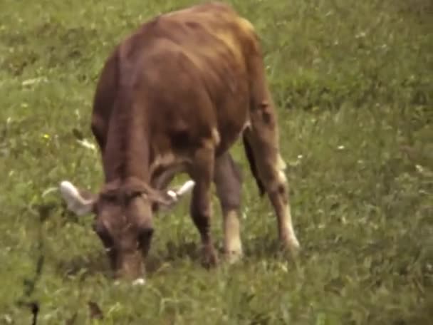 South Tyrol Italy June 1973 Cows Graze Mountains Scene 70S — Stock Video