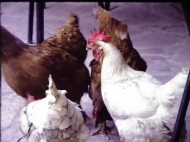 Südtirol Italien Juni 1973 Hühner Boden Den 70Er Jahren — Stockvideo