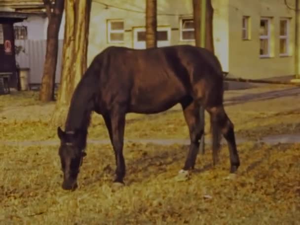 Bolzano Italia Marzo 1973 Cavallo Brucia Sull Erba Negli Anni — Video Stock
