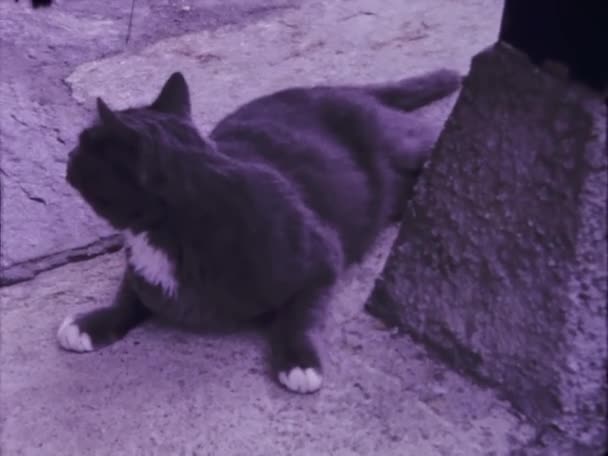 スイス マサグノ1967年 昭和42年 60年代の国内猫 — ストック動画