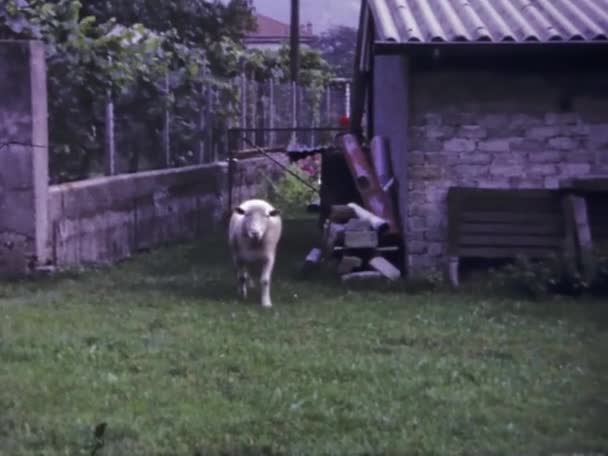 スイス マッサーニョ1967年6月 60年代の田舎の村の風景 — ストック動画