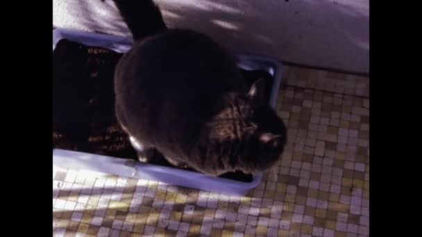 Лотена Швейцария Октябрь 1971 Года Домашняя Кошка Литбоксе Годах — стоковое видео