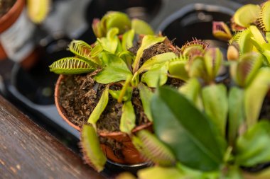 Dionaea muscipula Etçil bitki makro detayı