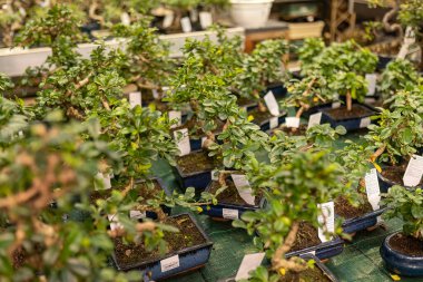 Bonsai bir tezgahta satılıyor.