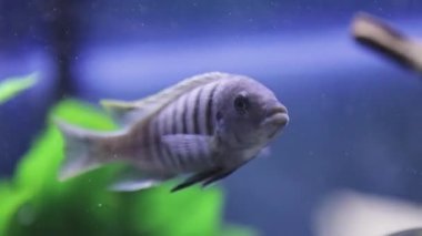 Evcil hayvan dükkanındaki akvaryumdaki balıklar