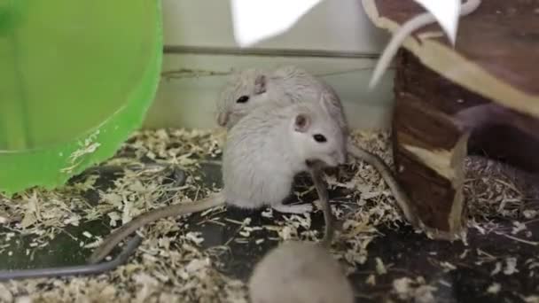 Evcil Hayvan Dükkanındaki Fare — Stok video
